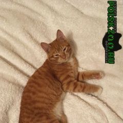 Подробнее об объявлении «Москва Найден кот бело-рыжий кот» Фото: найдена кошка  «Москва Найден кот бело-рыжий кот» в г. Москва