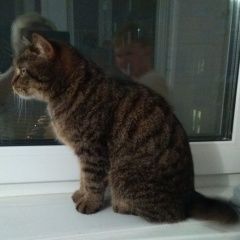 Подробнее об объявлении «Москва Найдена кошка курильский бобтейл короткошерстный» Фото: найдена кошка Курильский бобтейл «Москва Найдена кошка курильский бобтейл...» в г. Москва