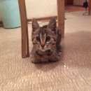 Подробнее об объявлении «Москва Найден котёнок в районе метро молодежная» Фото: найдена кошка  «Москва Найден котёнок в районе метро молодежная» в г. Москва