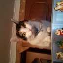 Подробнее об объявлении «Москва Найдена кошка» Фото: найдена кошка  «Москва Найдена кошка» в г. Москва