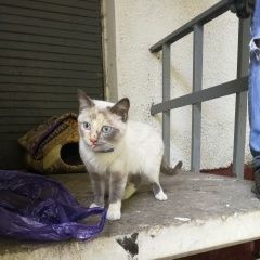 Подробнее об объявлении «Москва Найдена кошка» Фото: найдена кошка  «Москва Найдена кошка» в г. Москва