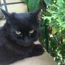 Подробнее об объявлении «Ставрополь Найдена кошка» Фото: найдена кошка  «Ставрополь Найдена кошка» в г. Ставрополь