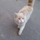 Подробнее об объявлении «Найден кот Балашиха» Фото: найдена кошка  «Найден кот Балашиха» в г. Балашиха