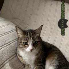 Подробнее об объявлении «Москва Найдена кошка» Фото: найдена кошка  «Москва Найдена кошка» в г. Москва