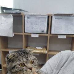 Подробнее об объявлении «Москва Найден кот молодой котик» Фото: найдена кошка  «Москва Найден кот молодой котик» в г. Москва