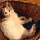 Подробнее об объявлении «Москва Найден кот в новогиреево» Фото: найдена кошка  «Москва Найден кот в новогиреево» в г. Москва