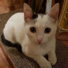 Подробнее об объявлении «Химки Найден кот» Фото: найдена кошка  «Химки Найден кот» в г. Химки