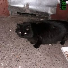 Подробнее об объявлении «Казань Найдена кошка адоратского, 71-79» Фото: найдена кошка  «Казань Найдена кошка адоратского, 71-79» в г. Казань