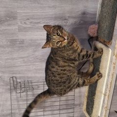 Подробнее об объявлении «Санкт-Петербург Найдена кошка» Фото: найдена кошка  «Санкт-Петербург Найдена кошка» в г. Санкт-Петербург
