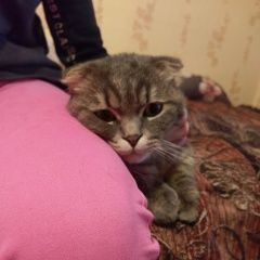 Подробнее об объявлении «Москва Найден кот» Фото: найдена кошка  «Москва Найден кот» в г. Москва