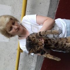 Подробнее об объявлении «Москва Найден кот бенгальский кот» Фото: найдена кошка Бенгальская «Москва Найден кот бенгальский кот» в г. Москва