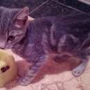 Подробнее об объявлении «Жуковский Найден котенок» Фото: найдена кошка  «Жуковский Найден котенок» в г. Жуковский