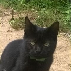 Подробнее об объявлении «Найден котенок месяца -, былиспуган и на левом Орехово-Зуево» Фото: найдена кошка  «Найден котенок месяца -, былиспуган и на левом...» в г. Орехово-Зуево