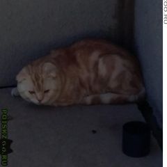 Подробнее об объявлении «Златоуст Найдена кошка» Фото: найдена кошка  «Златоуст Найдена кошка» в г. Златоуст