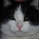 Подробнее об объявлении «Найден кот, черно-белого окраса. Верхняя Пышма» Фото: найдена кошка  «Найден кот, черно-белого окраса. Верхняя Пышма» в г. Верхняя Пышма