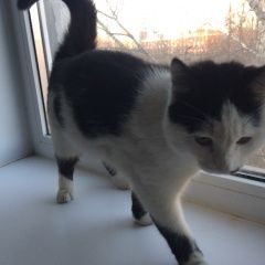 Подробнее об объявлении «Москва Найдена кошка вечером ноября года» Фото: найдена кошка  «Москва Найдена кошка вечером ноября года» в г. Москва