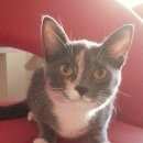 Подробнее об объявлении «Мытищи Найдена кошка» Фото: найдена кошка  «Мытищи Найдена кошка» в г. Мытищи