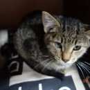 Подробнее об объявлении «Найден кот раменский район, дер. Верея» Фото: найдена кошка  «Найден кот раменский район, дер. Верея» в г. Верея