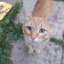 Подробнее об объявлении «Найден кот#рыже-белый#сад малахит# Полевской» Фото: найдена кошка  «Найден кот#рыже-белый#сад малахит# Полевской» в г. Полевской