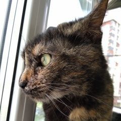 Подробнее об объявлении «Москва Найден кот» Фото: найдена кошка  «Москва Найден кот» в г. Москва