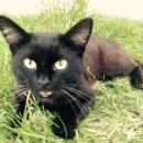 Подробнее об объявлении «Найдена кошка или кот или кошка-не знаю Лыткарино» Фото: найдена кошка  «Найдена кошка или кот или кошка-не знаю Лыткарино» в г. Лыткарино