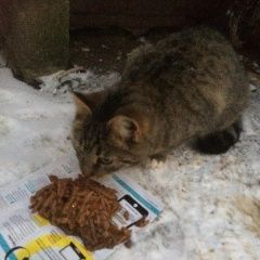 Подробнее об объявлении «Жуковский Найден кот серый кот в красном ошейнике» Фото: найдена кошка  «Жуковский Найден кот серый кот в красном ошейнике» в г. Жуковский