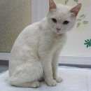 Подробнее об объявлении «Москва Найден кот белый, домашний был в ошейнике» Фото: найдена кошка  «Москва Найден кот белый, домашний был в ошейнике» в г. Москва