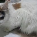 Подробнее об объявлении «Москва Найдена кошка басманный район» Фото: найдена кошка  «Москва Найдена кошка басманный район» в г. Москва