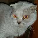 Подробнее об объявлении «Найдена кошка Лыткарино» Фото: найдена кошка  «Найдена кошка Лыткарино» в г. Лыткарино