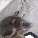 Подробнее об объявлении «Санкт-Петербург Найдена кошка кот» Фото: найдена кошка  «Санкт-Петербург Найдена кошка кот» в г. Санкт-Петербург