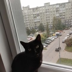 Подробнее об объявлении «Санкт-Петербург Найдена кошка» Фото: найдена кошка  «Санкт-Петербург Найдена кошка» в г. Санкт-Петербург