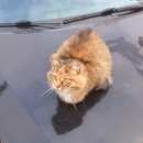 Подробнее об объявлении «Москва Найдена кошка» Фото: найдена кошка  «Москва Найдена кошка» в г. Москва