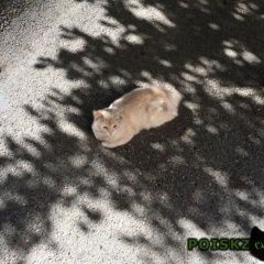 Подробнее об объявлении «Ставрополь Найдена кошка бруснева /-бруснева /» Фото: найдена кошка  «Ставрополь Найдена кошка бруснева /-бруснева /» в г. Ставрополь