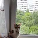 Подробнее об объявлении «Москва Найдена кошка» Фото: найдена кошка  «Москва Найдена кошка» в г. Москва