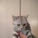 Подробнее об объявлении «Найден котик Нижний Новгород» Фото: найдена кошка  «Найден котик Нижний Новгород» в г. Нижний Новгород