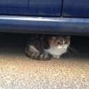 Подробнее об объявлении «Москва Найдена кошка скоттиш или британец» Фото: найдена кошка >  Скоттиш фолд (шотландская вислоухая) и  скоттиш страйт «Москва Найдена кошка скоттиш или британец» в г. Москва