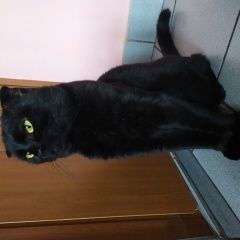 Подробнее об объявлении «Лангепас Найден кот» Фото: найдена кошка Британская короткошерстная «Лангепас Найден кот» в г. Лангепас