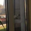 Подробнее об объявлении «Москва Найдена кошка» Фото: найдена кошка Сиамская «Москва Найдена кошка» в г. Москва