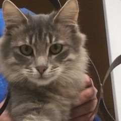 Подробнее об объявлении «Москва Найден кот вднх ул цандера» Фото: найдена кошка  «Москва Найден кот вднх ул цандера» в г. Москва