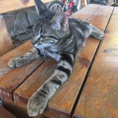 Подробнее об объявлении «Краснодар Найден кот» Фото: найдена кошка Бенгальская «Краснодар Найден кот» в г. Краснодар