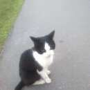 Подробнее об объявлении «Москва Найден кот черно-белый» Фото: найдена кошка  «Москва Найден кот черно-белый» в г. Москва