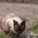 Подробнее об объявлении «Найден кот тайский кот Кубинка» Фото: найдена кошка Тайская «Найден кот тайский кот Кубинка» в г. Кубинка