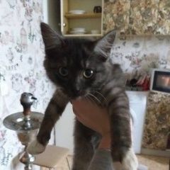 Подробнее об объявлении «Подольск Найдена кошка котёнок» Фото: найдена кошка  «Подольск Найдена кошка котёнок» в г. Подольск