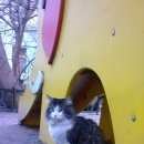 Подробнее об объявлении «Санкт-Петербург Найден кот некастрированный молодой кот» Фото: найдена кошка Сибирская «Санкт-Петербург Найден кот некастрированный...» в г. Санкт-Петербург