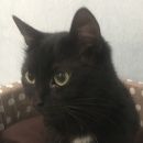 Подробнее об объявлении «Москва Найден кот чёрный кот» Фото: найдена кошка  «Москва Найден кот чёрный кот» в г. Москва