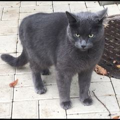 Подробнее об объявлении «Москва Найден кот» Фото: найдена кошка  «Москва Найден кот» в г. Москва