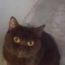 Подробнее об объявлении «Москва Найдена кошка» Фото: найдена кошка Британская короткошерстная «Москва Найдена кошка» в г. Москва