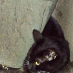 Подробнее об объявлении «Найдена кошка Санкт-Петербург» Фото: найдена кошка  «Найдена кошка Санкт-Петербург» в г. Санкт-Петербург