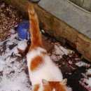 Подробнее об объявлении «Найден кот рыже-белый кот г. Можайск» Фото: найдена кошка  «Найден кот рыже-белый кот г. Можайск» в г. Можайск