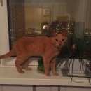 Подробнее об объявлении «Москва Найден кот 9.11.16 м шипиловская» Фото: найдена кошка  «Москва Найден кот 9.11.16 м шипиловская» в г. Москва